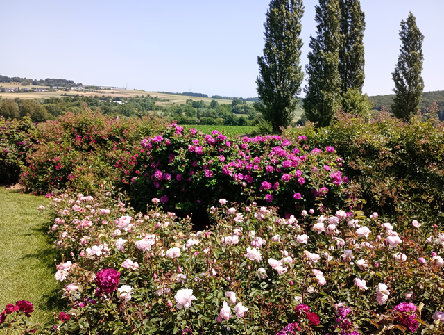 Rosen und Blick auf die Wetterau