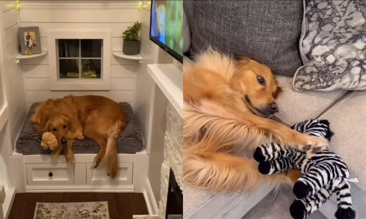 Perrito se vuelve viral en TikTok por hablar con su dueña
