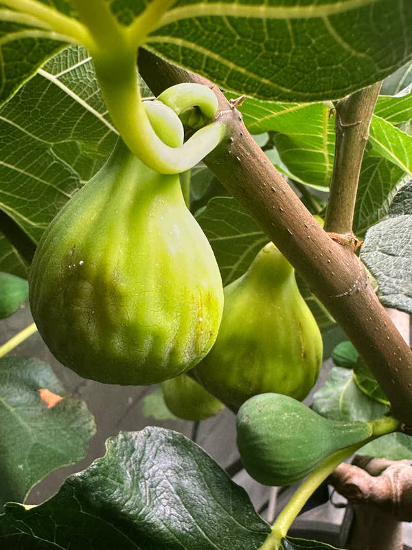 figs-875.jpg