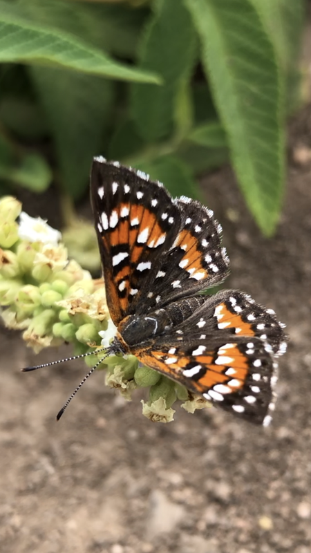 B92FFDA7-AD32-47D1-B1D6-0C84A8B14B8A