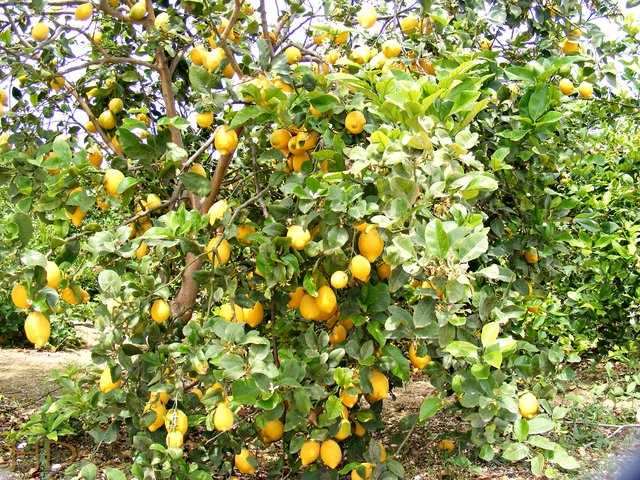 spain-Lemon-grove-HD.jpg