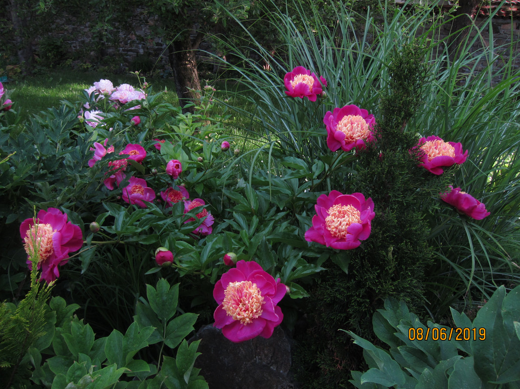 Божур (Paeonia) - Page 274 - Форум HobbyKafe.com