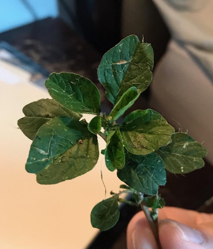 Help identifying this weed | Lawn Care Forum