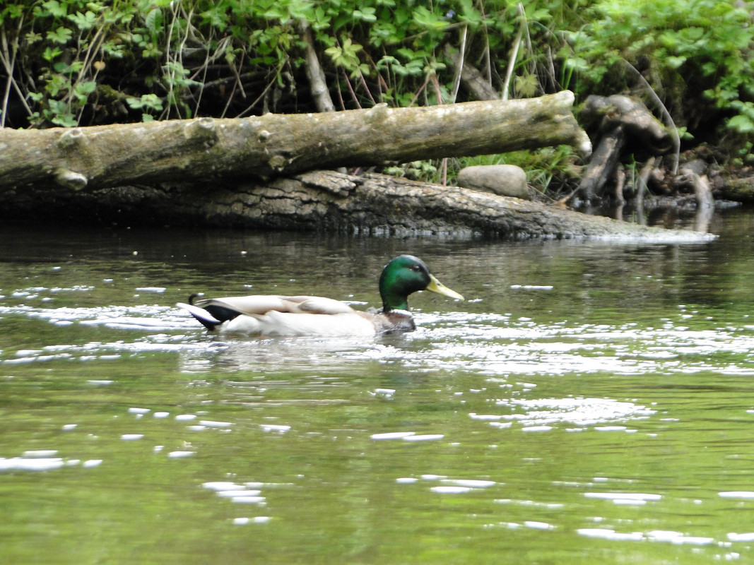 17 - DSC03916 (Mysikrólik)