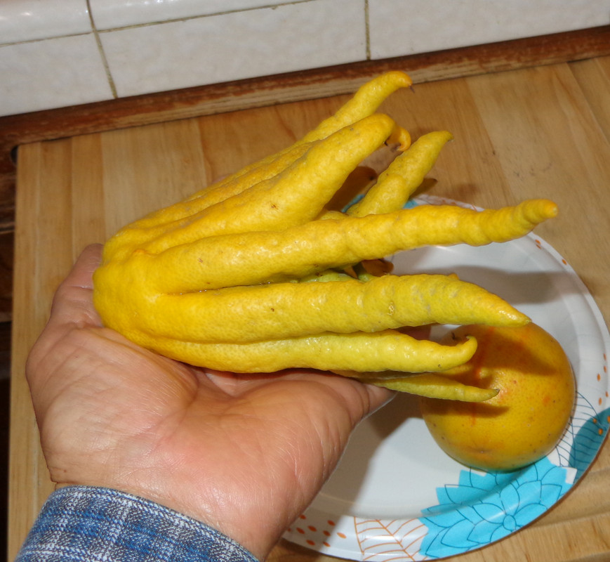 Buddhas_Hand-pic7