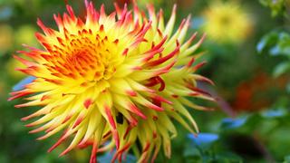 Thơ hoạ Nguyễn Thành Sáng & Tam Muội (1296) Garden-plants-Dahlia-flower-macro-photography-daisies-family-yel