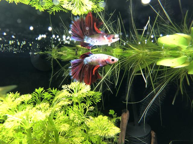 89110A9F-762B-4DF3-B76A-DC625CFAFB4A