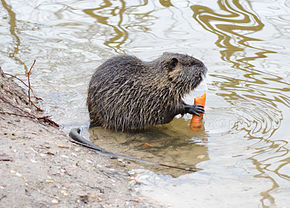 https://i.postimg.cc/JhYt3CRp/290px-Biberratte-Nutria-coypu-Myocastor-coypus-ragondin.jpg