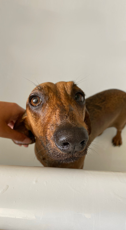 [Image: 3310-E98-A-C2-E7-464-F-AFC1-276332-BFF414.jpg]