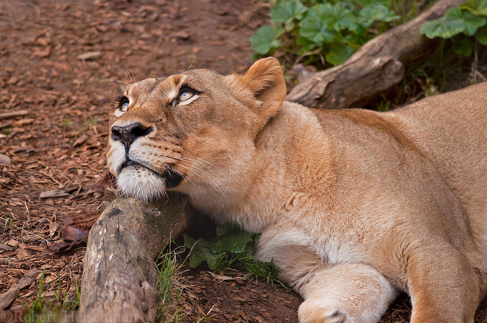 lioness-0092-by-robbobert-d94c6ck-fullview.jpg
