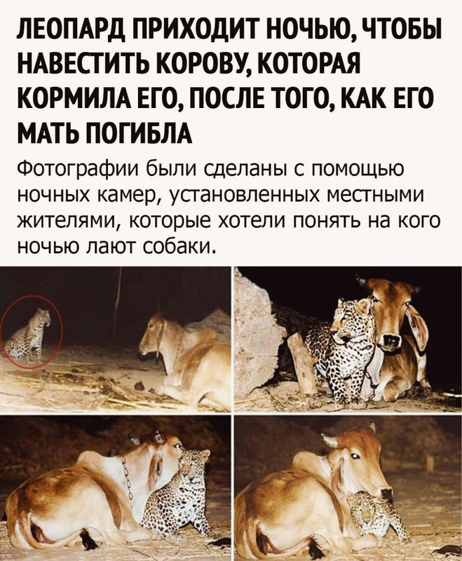 [Изображение: 46df67c7c24adbca384b360ab9ff3c9c.jpg]