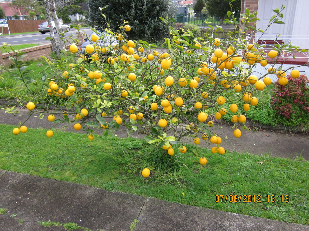 meyer lemon tree