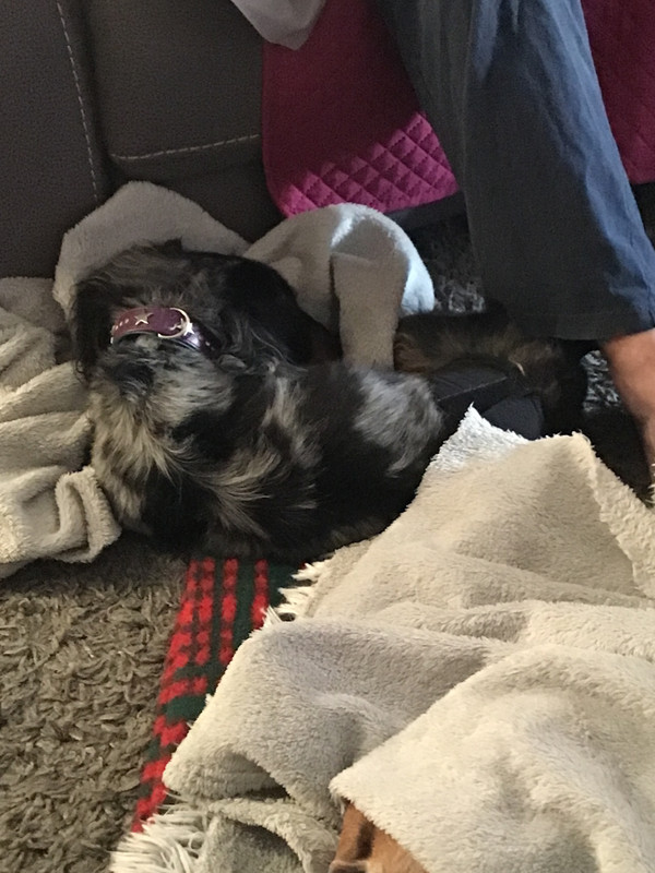 [Image: 8-D49-E86-A-00-BB-41-D2-BFBE-9-D3-F706-E89-E5.jpg]