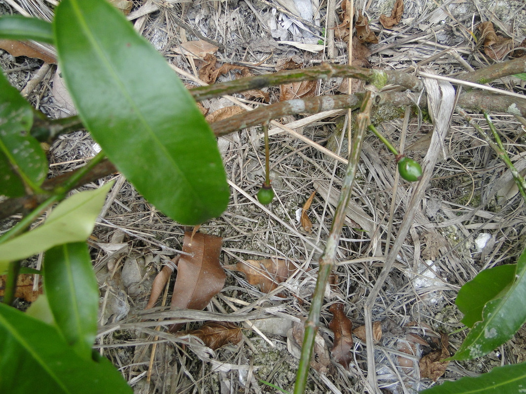 DSC01187