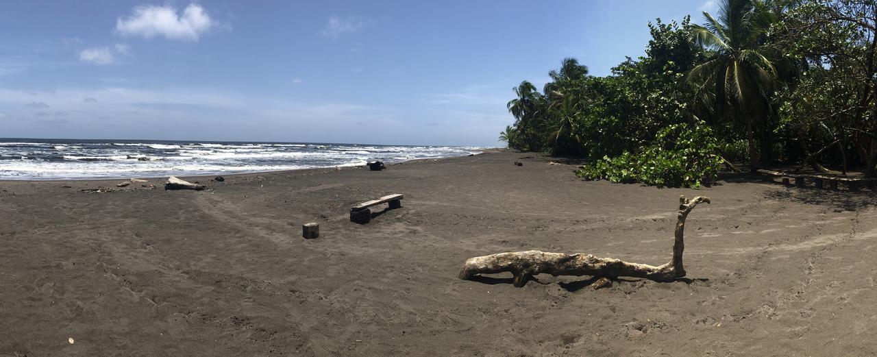 DIA 3: CANALES, COLINAS Y TORTUGAS - DE TORTUGAS Y PEREZOSOS. COSTA RICA 2019 (43)