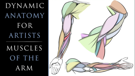 Dynamic Anatomy for Artists   Drawing the Muscles of the Arm