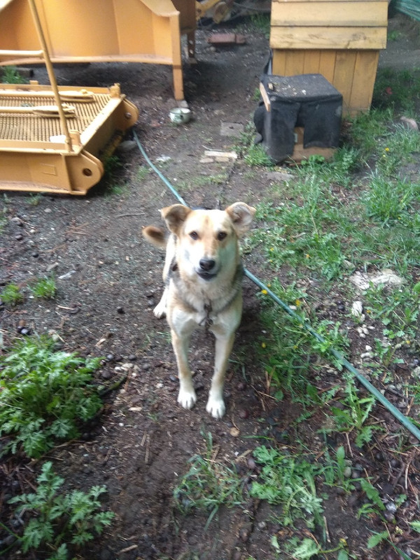 собака с сто2