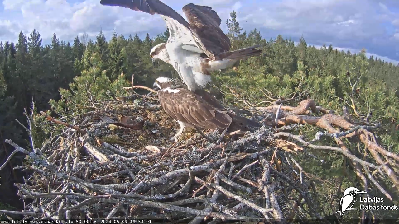 Zivju ērglis (Pandion haliaetus) Kurzemē - LDF tiešraide 12-32-1 screenshot