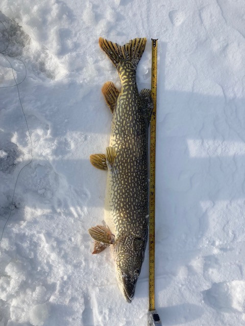 Eddies big pike 3