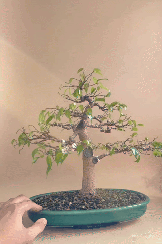c60612b5-ceed-4492-b596-bacf1a364a14.gif