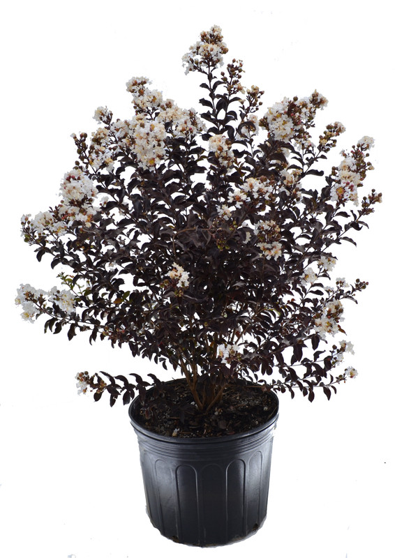 Black Diamond Plant