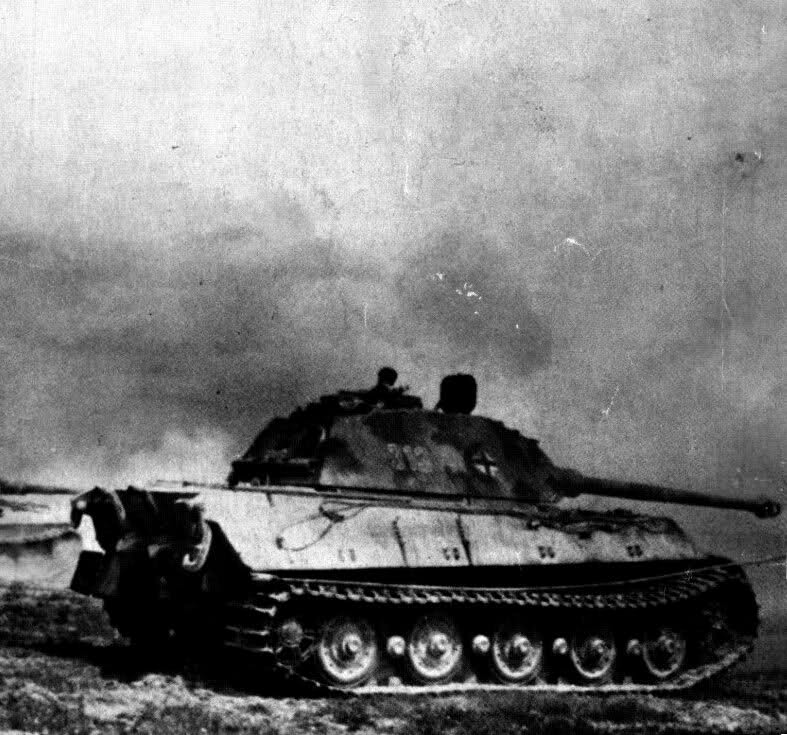 Königstiger