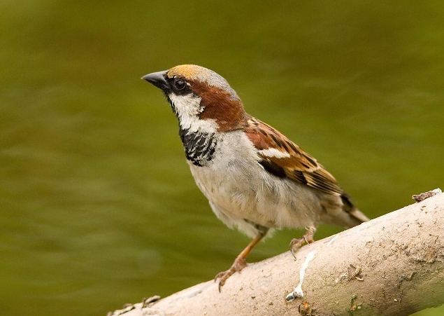 pedido de identificação 2020-06-15-20-57-07-House-Sparrow-by-Charlie-Fleming-Bird-Guides-Internet-Explorer