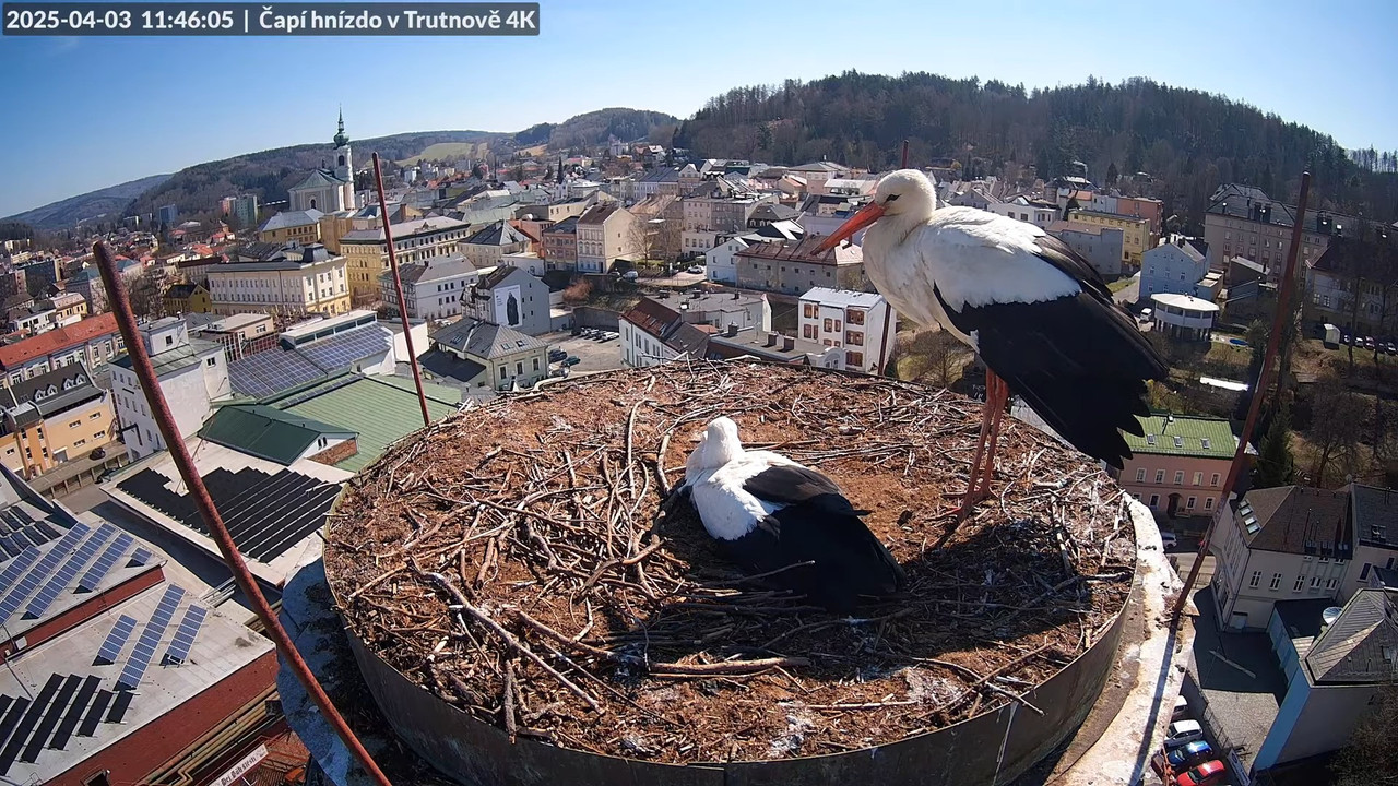 Tiešraidē no stārķa ligzdas uz alus darītavas skursteņa Trutnovā 13-50-54 screenshot