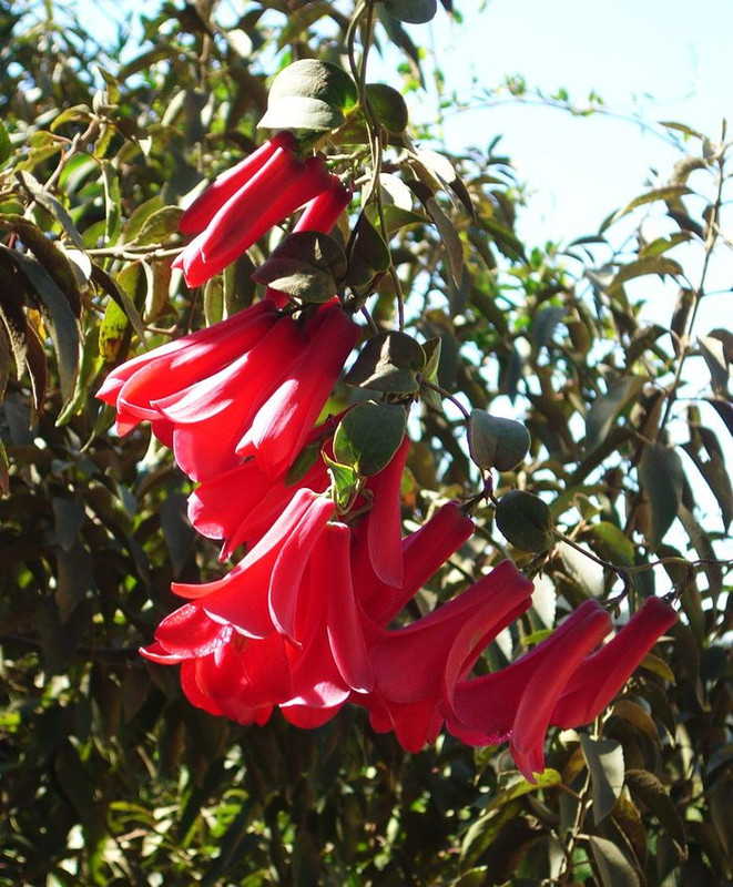 [Image: 8fb337a304b666aa4e3f93552d3b5892-COPIHUE.jpg]