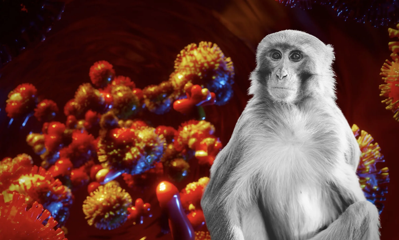 Viruela del mono sigue siendo un peligro para el mundo, admite OMS