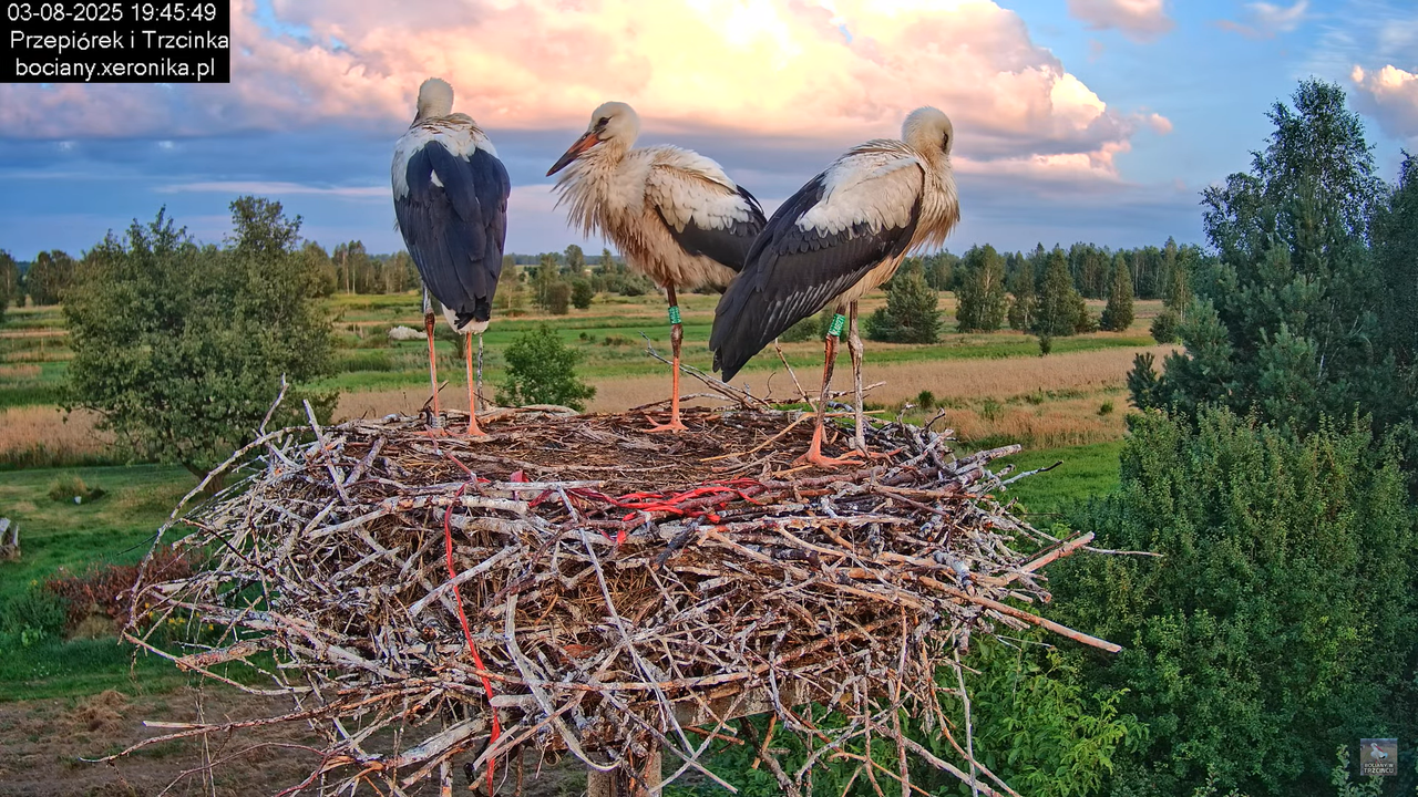 03082025bociany43