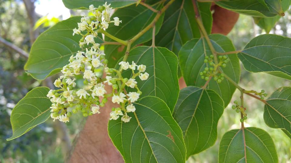 hovenia dulcis