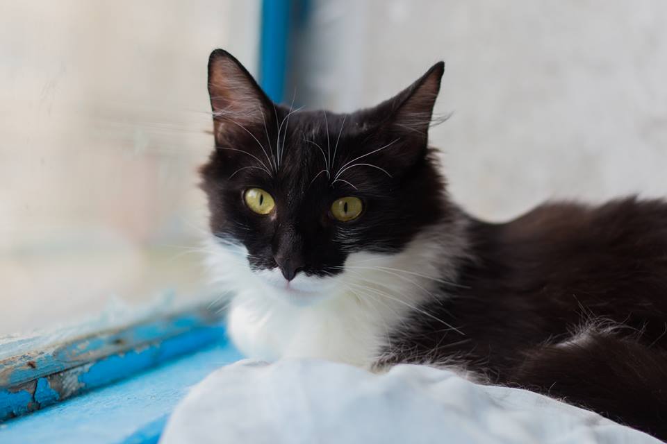 35493911_996034263883603_7174719602130157568_n