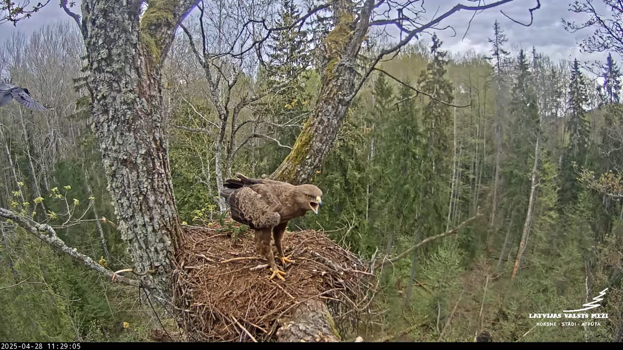 LVM mazais ērglis Lisiņa, ozols2 – Lesser Spotted Eagle 2-29-15 screenshot