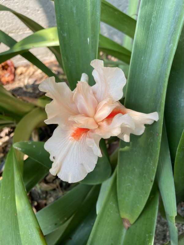 4E91DAB8-4CDD-4CAE-8D82-E18CCD0FE858_1_105_c