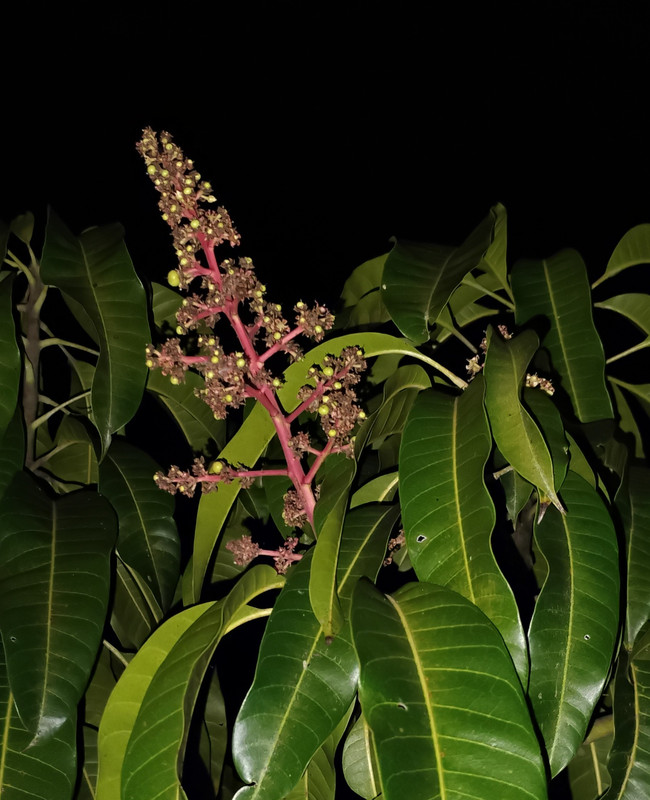 IMG 20260109 200008613 2