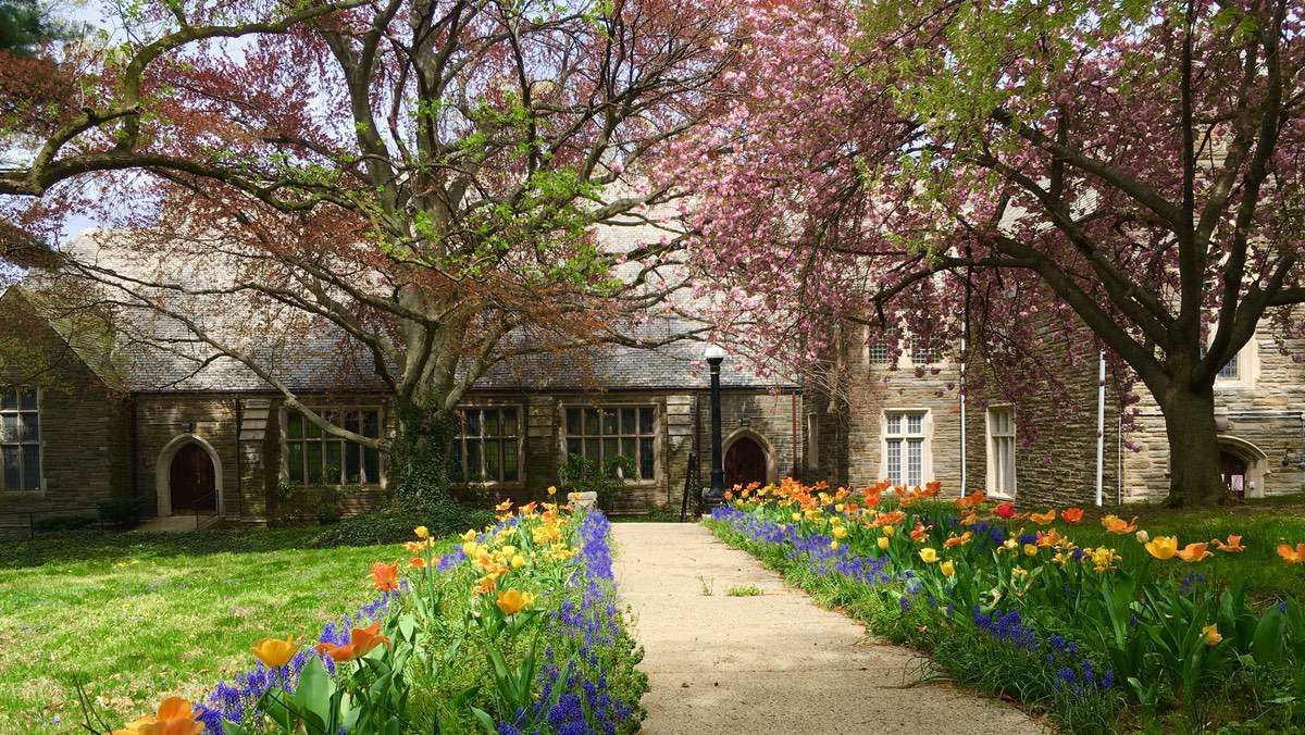 A view of tulips