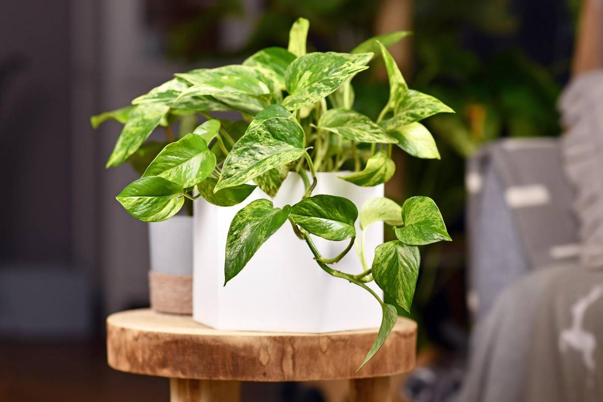 Guía para cultivar la planta de potus en casa