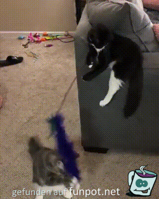 Katze-spielt-mit-Katze.gif