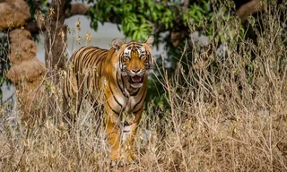 Ranthambore Safari