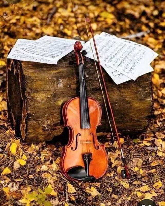 Screenshot_20231117_202841_Pinterest