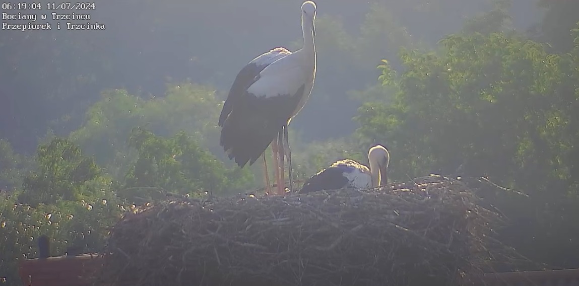 mamczterynogiijednaglowe