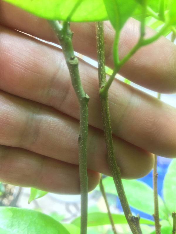 150AB6FF-77CE-4CAA-A9D4-13320500300F