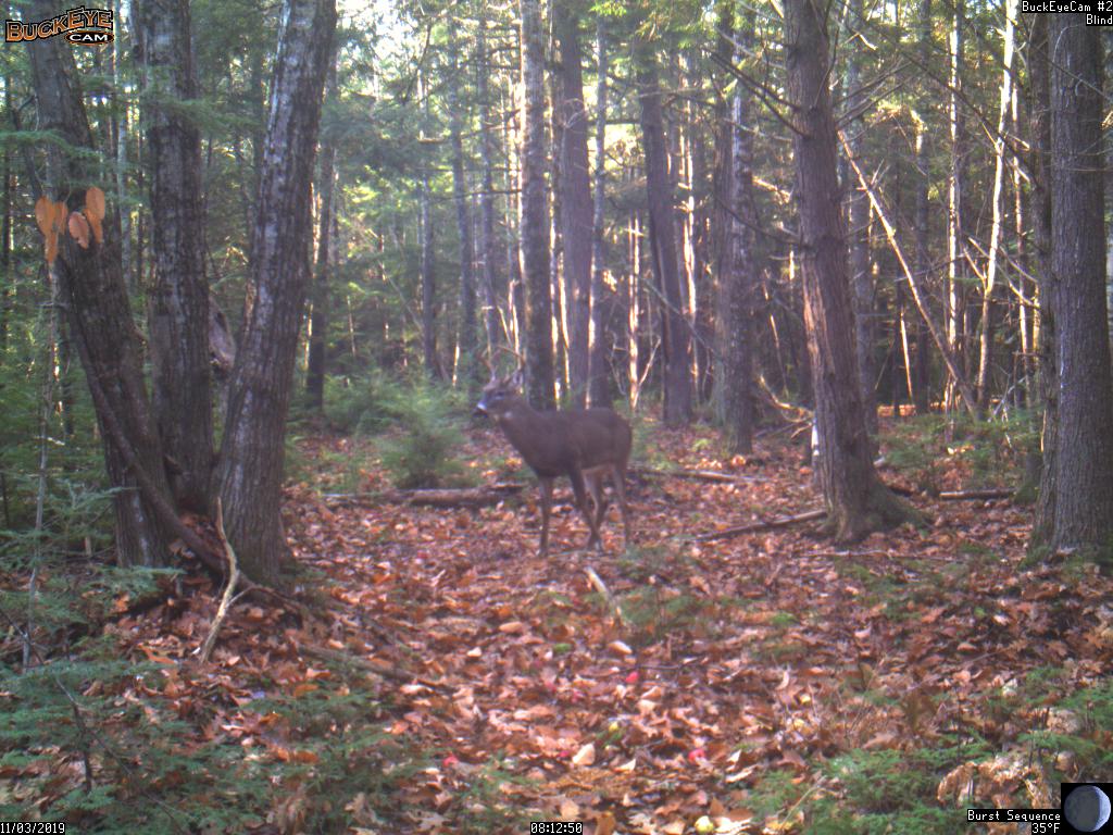 buck 8pt 2019