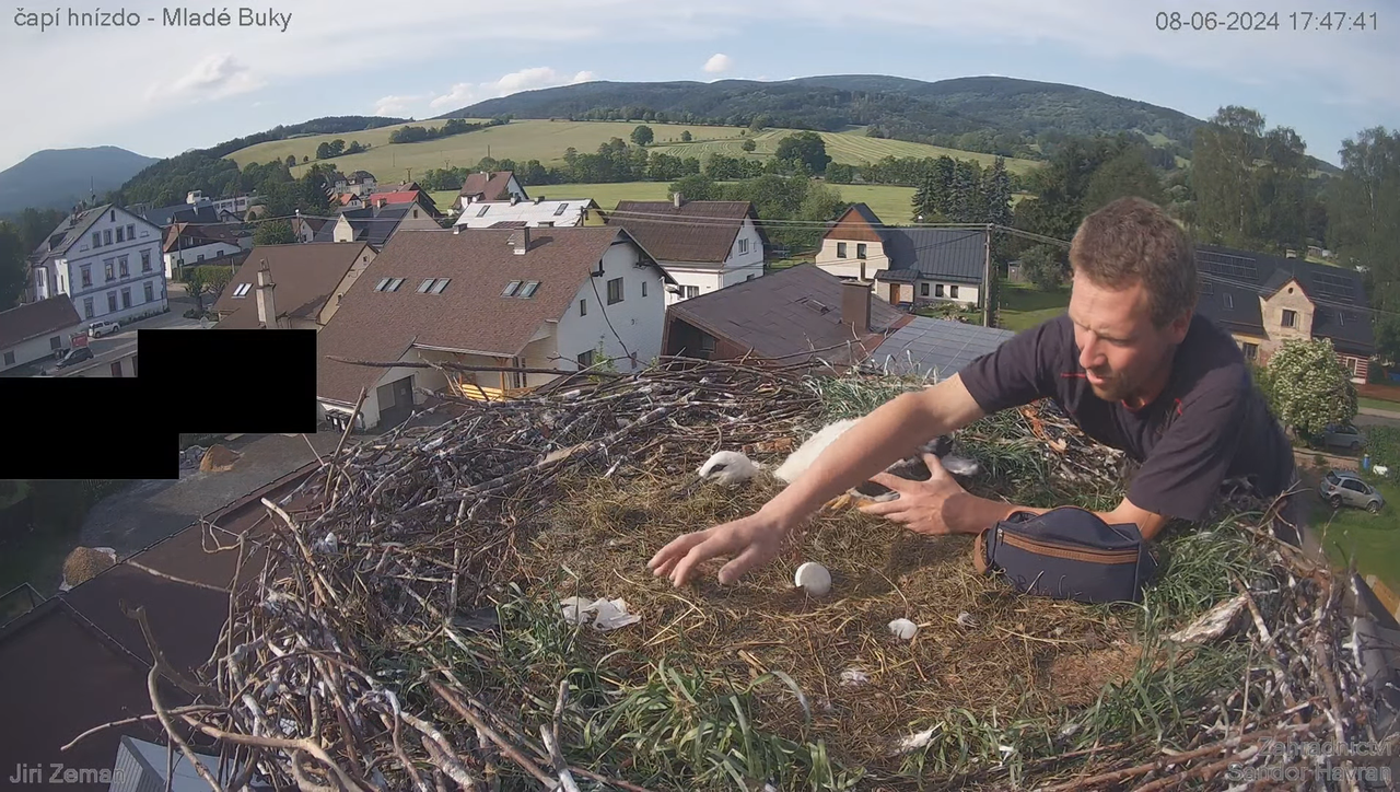 Tiešraides kamera — Mladé Buky — stārķa ligzda 14-7-19 screenshot