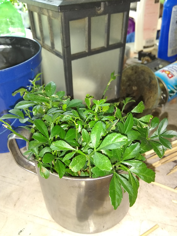 trifoliata seedling