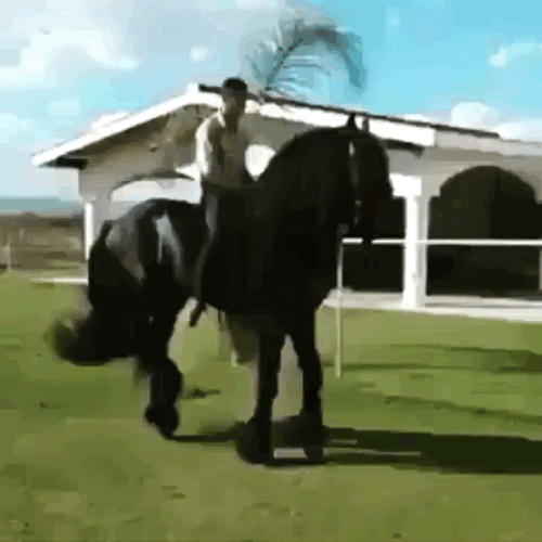long-haired-horse-walking-eq9gkjrxtct2pm