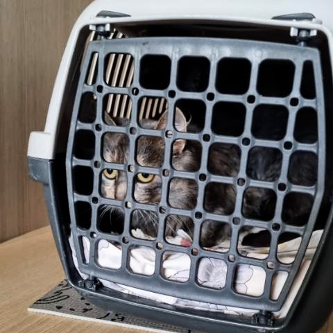 IMG 21e3615f38b665c1bad83d2b99ade38f V 2