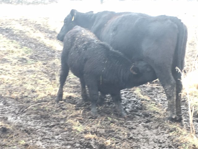 HD bull 29-2