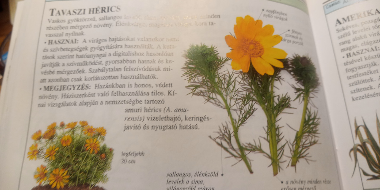 Kép